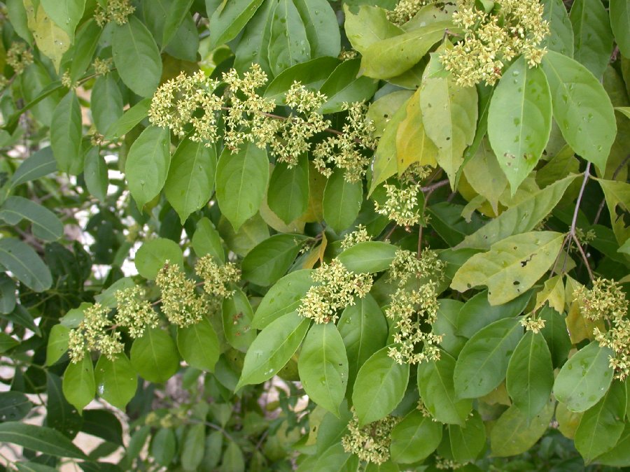 Celastraceae  
