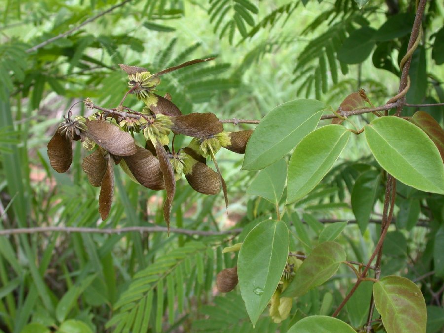 Malpighiaceae  