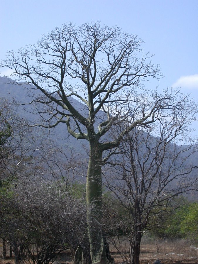 Bombacaceae Ceiba trischistrandra