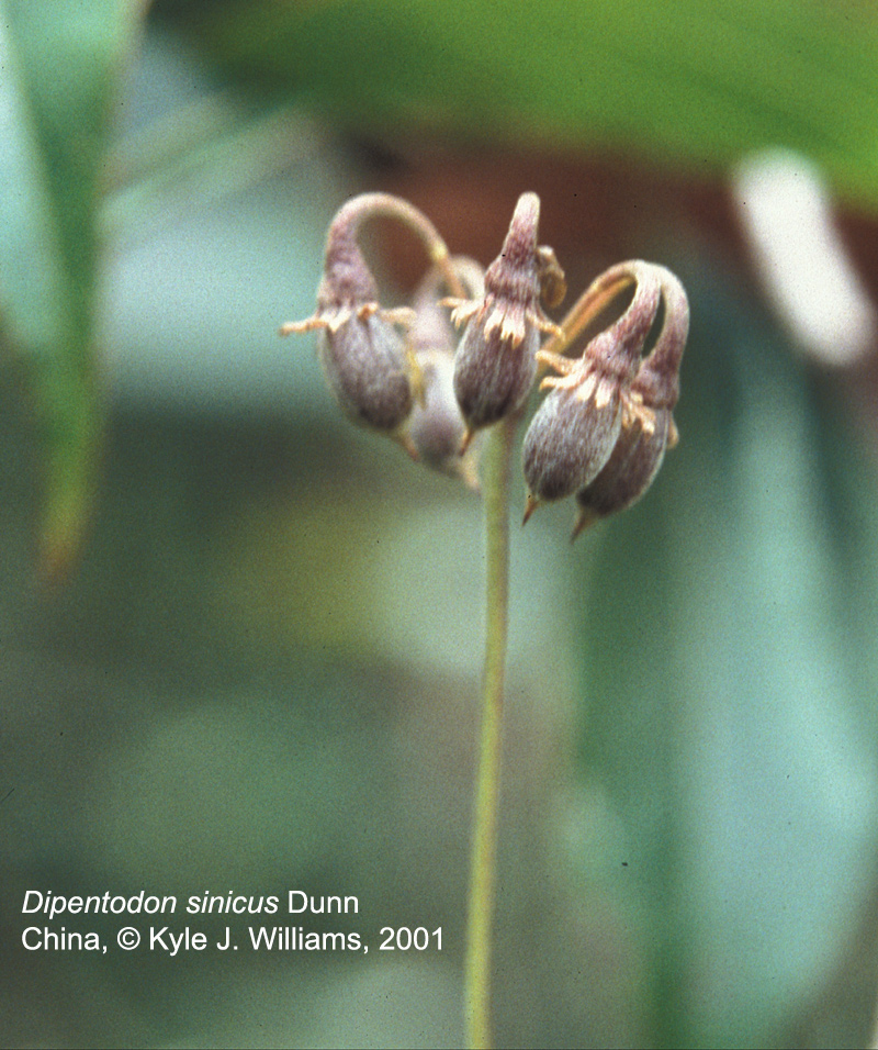 Dipentodontaceae Dipentodon sinicus