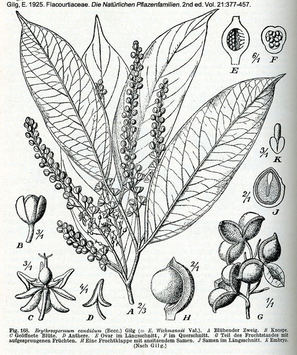 Salicaceae Erythrospermum candidum