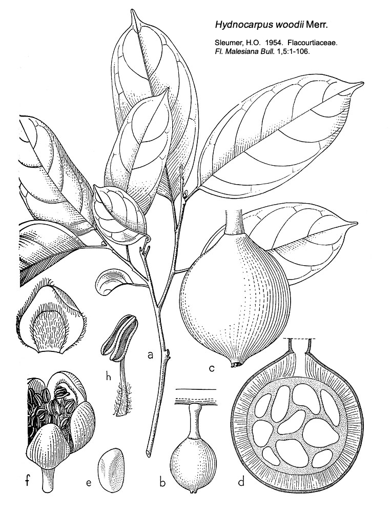 Salicaceae Hydnocarpus woodii (a-e), crassifolia (f-h)