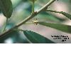 image of Kiggelaria africana