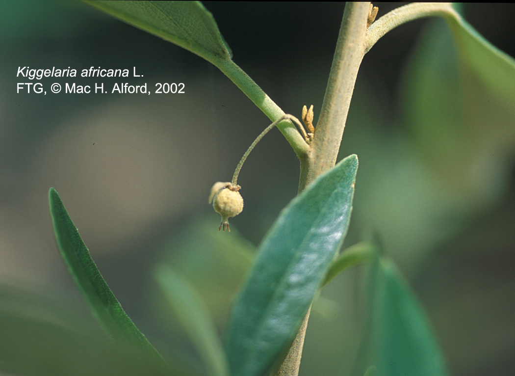 Kiggelariaceae Kiggelaria africana