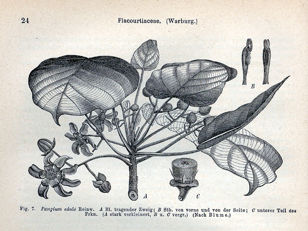 Salicaceae Pangium edule