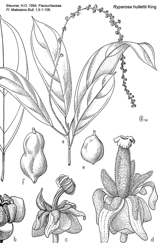 Salicaceae Ryparosa hullettii