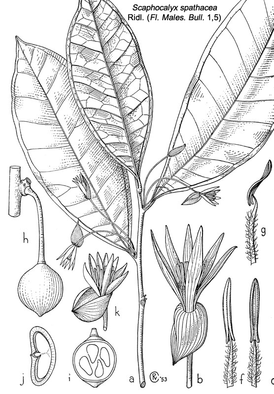 Salicaceae Scaphocalyx spathacea