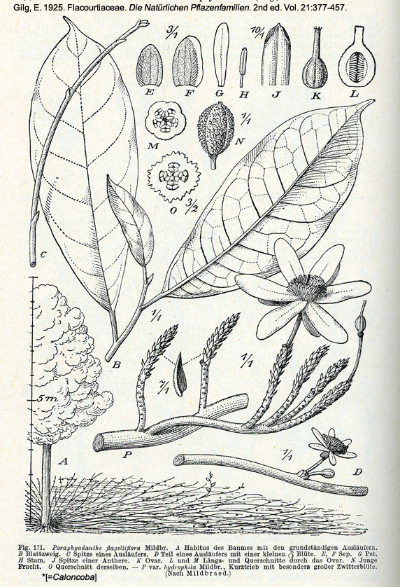 Salicaceae Caloncoba flagelliflora