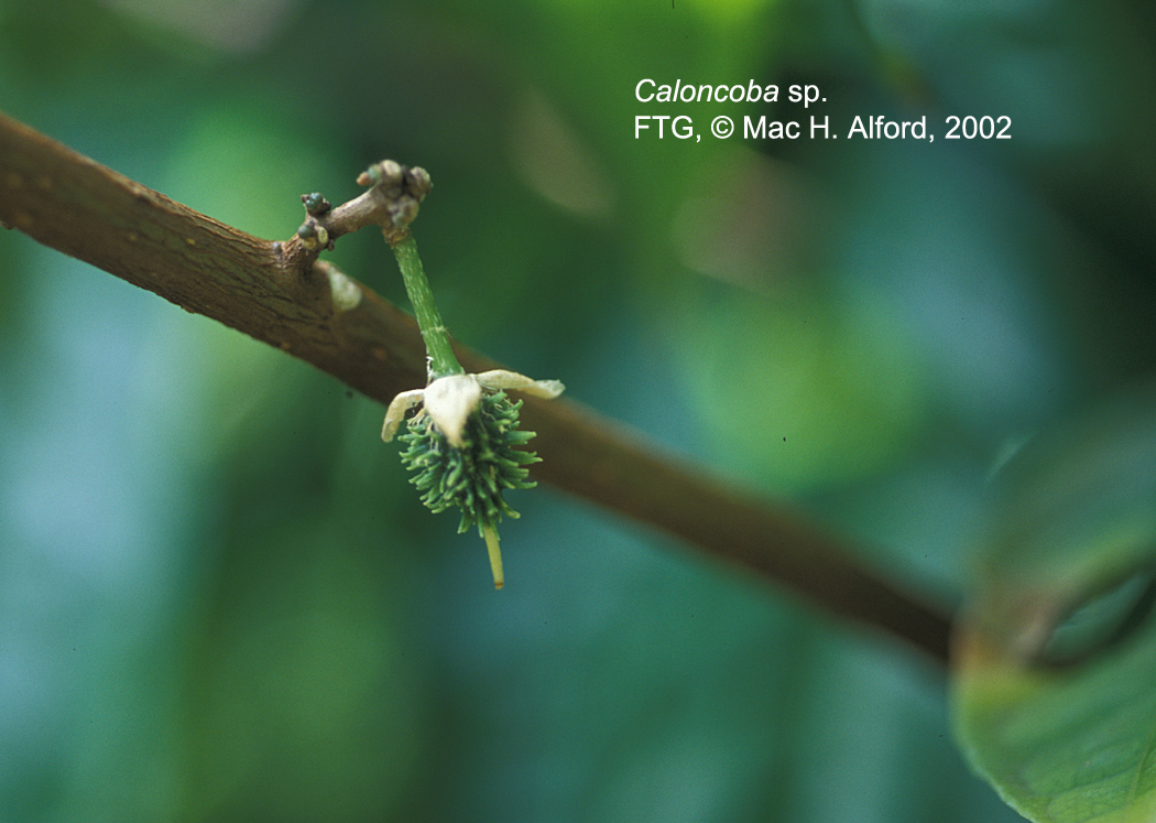 Salicaceae Caloncoba 