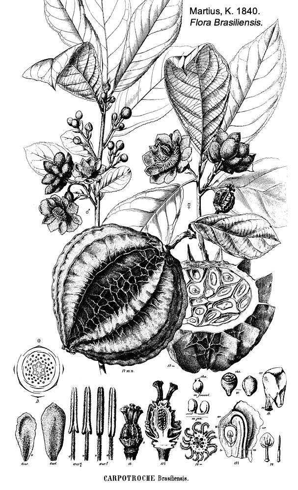 Kiggelariaceae Carpotroche brasiliensis
