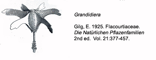Salicaceae Grandidiera boivini