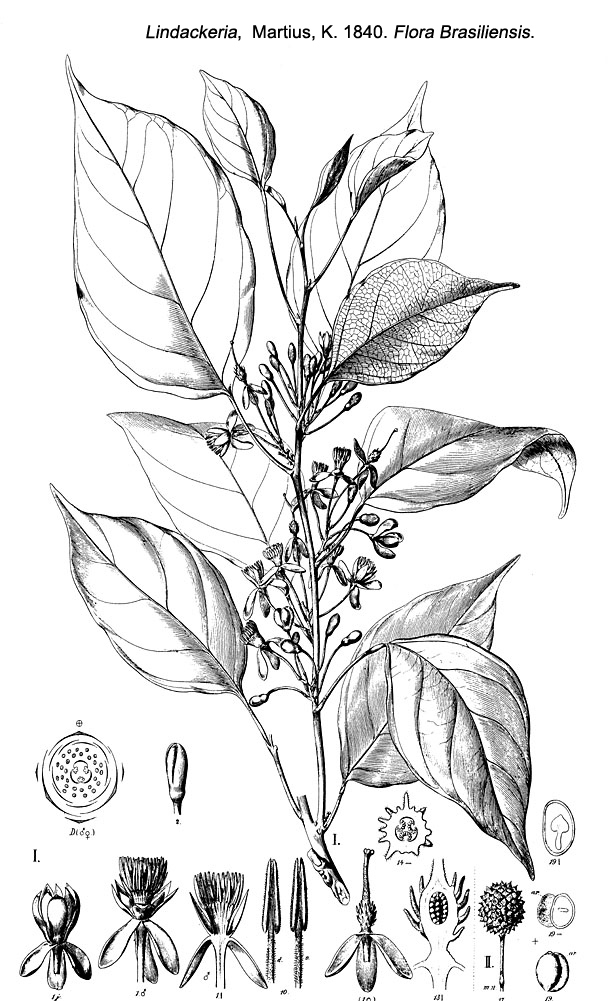 Kiggelariaceae Lindackeria latifolia (I), paludosa (II)