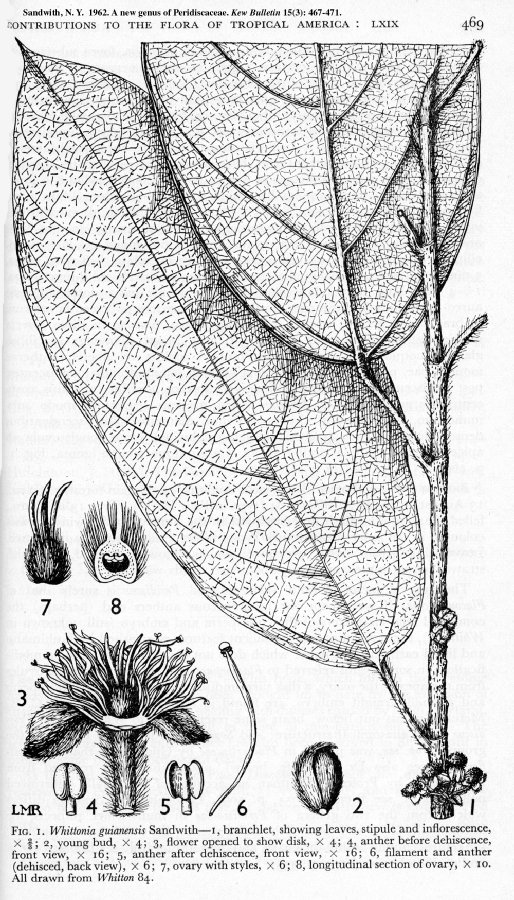 Peridiscaceae Whittonia guianensis