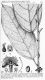 image of Whittonia guianensis