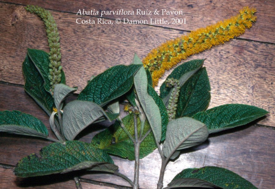 Passifloraceae Abatia parviflora