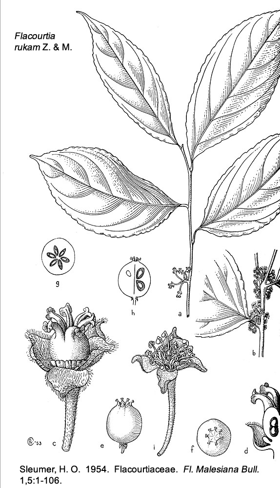 Salicaceae Flacourtia rukam