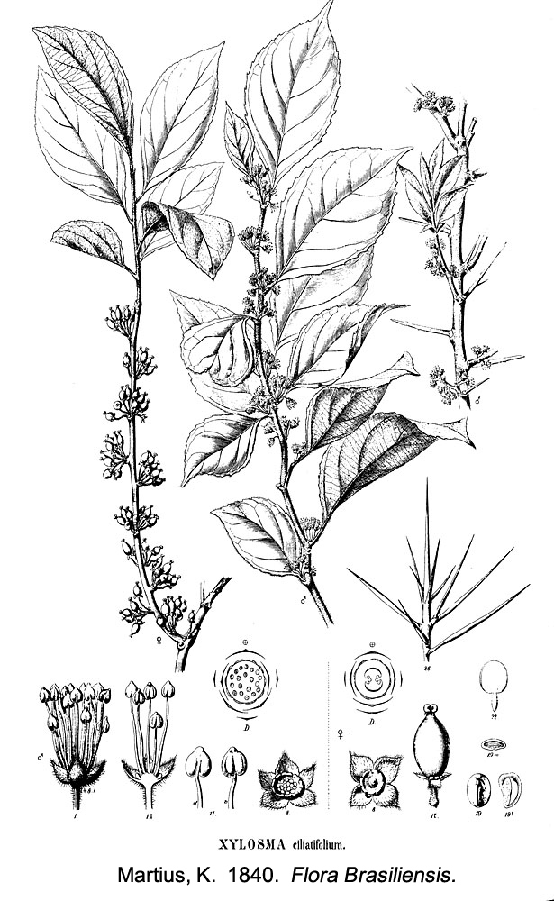 Salicaceae Xylosma ciliatifolium