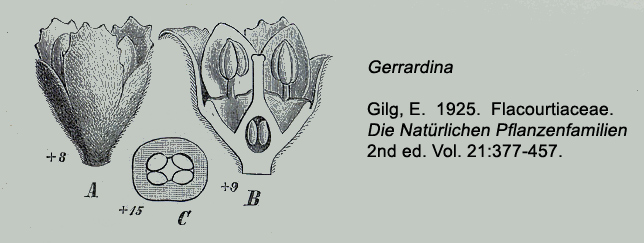 Gerrardinaceae Gerrardina foliosa