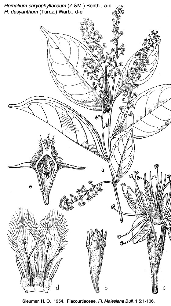 Salicaceae Homalium dasyanthum