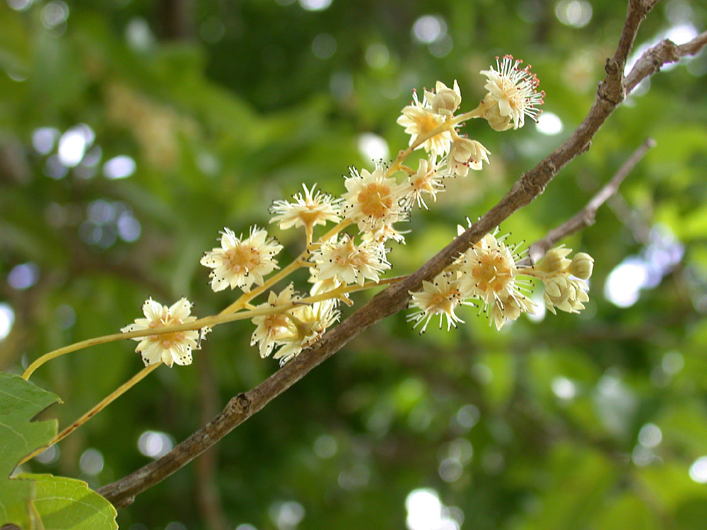 Salicaceae Homalium racemosum