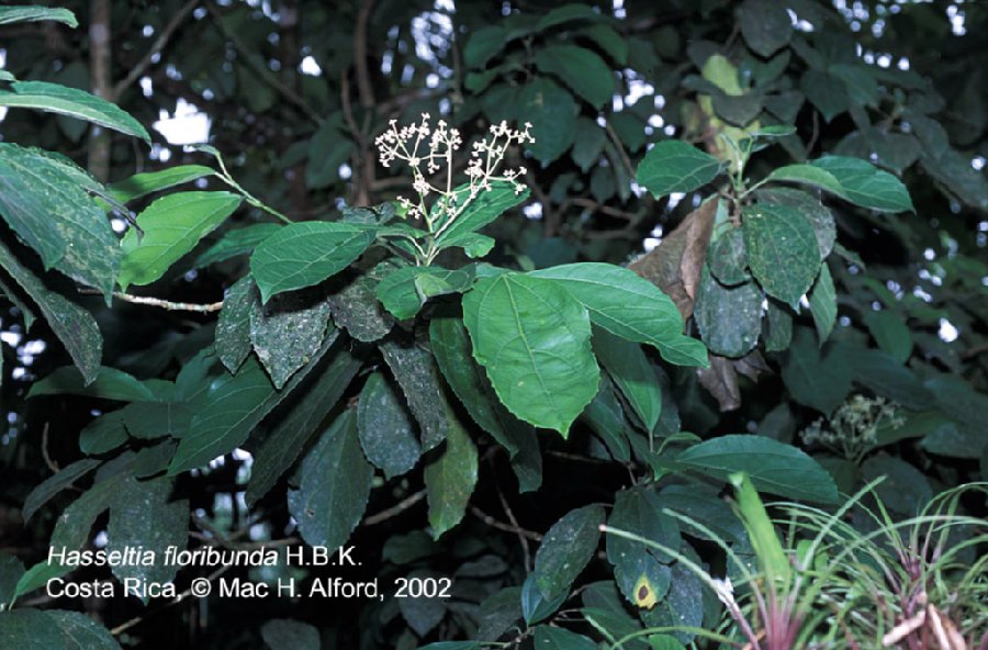Salicaceae Hasseltia floribunda