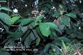 image of Hasseltia floribunda