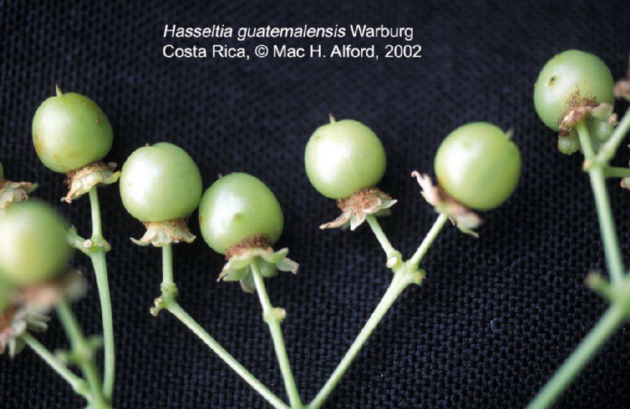 Salicaceae Hasseltia guatemalensis