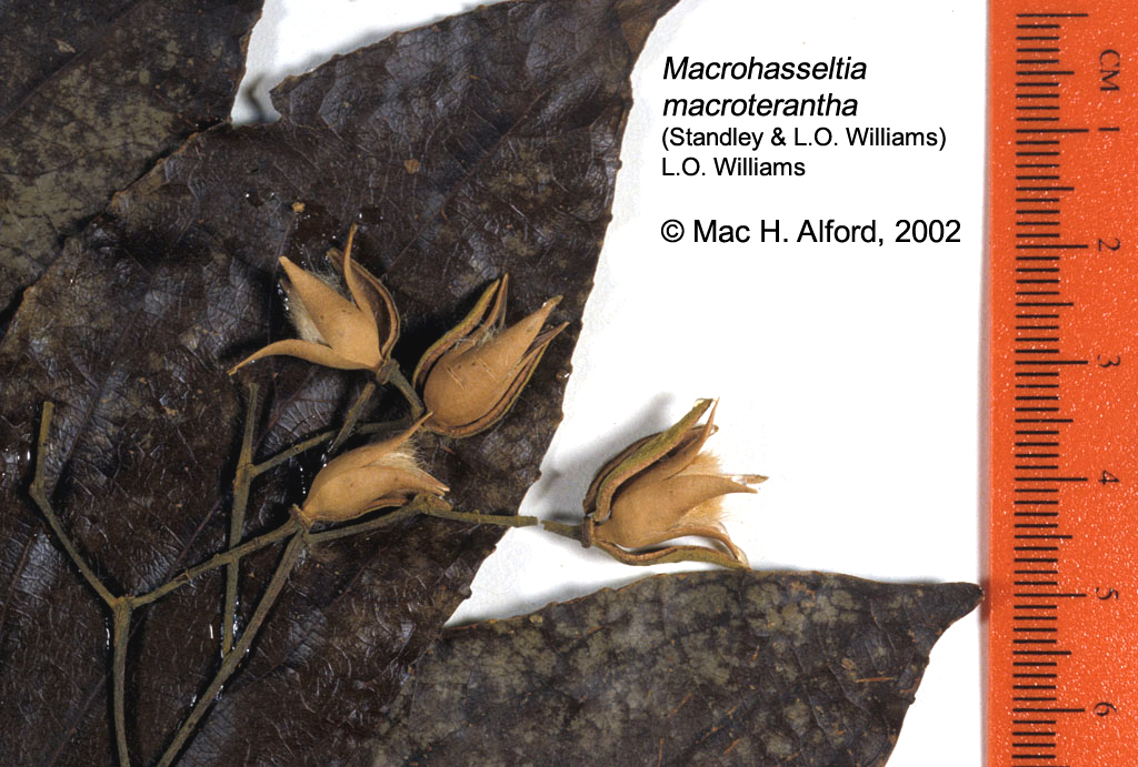 Salicaceae Macrohasseltia macroterantha