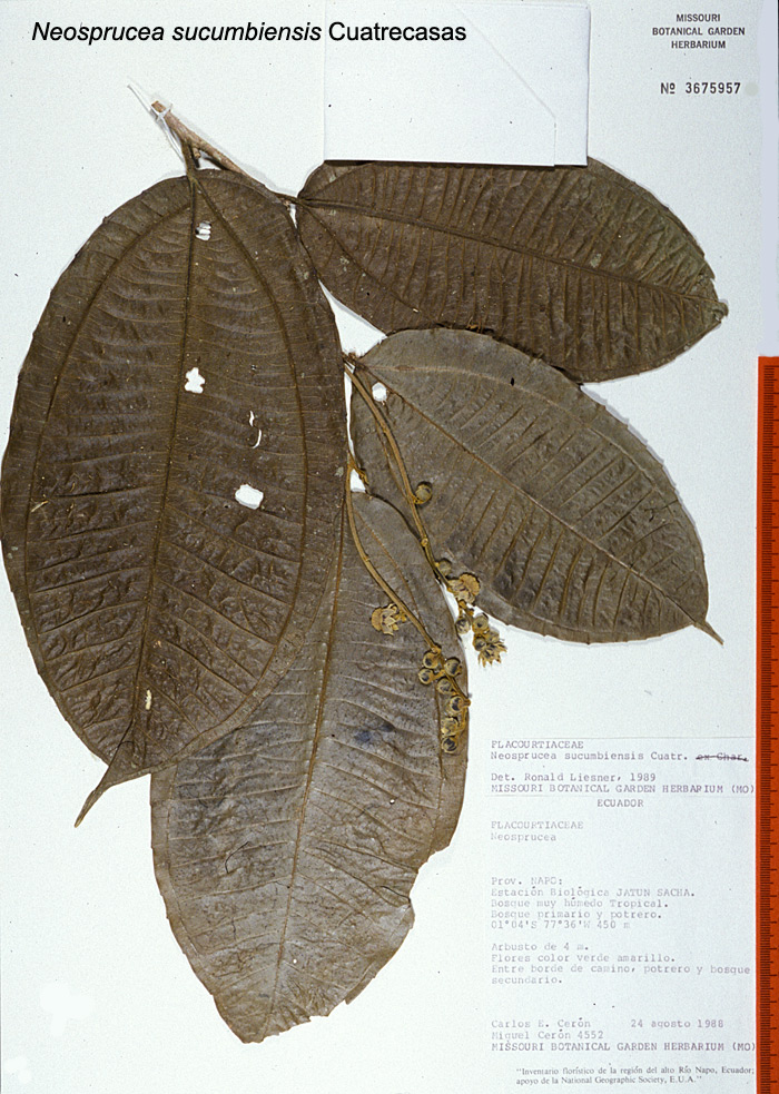 Salicaceae Neosprucea sucumbiensis