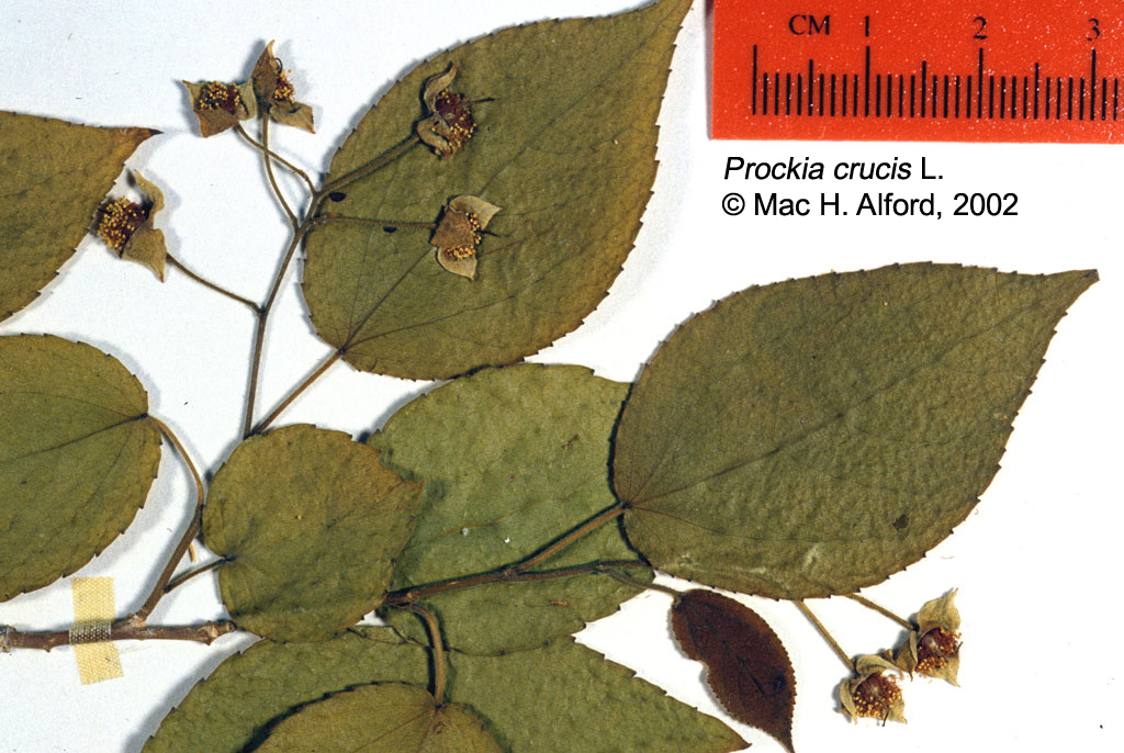 Salicaceae Prockia crucis