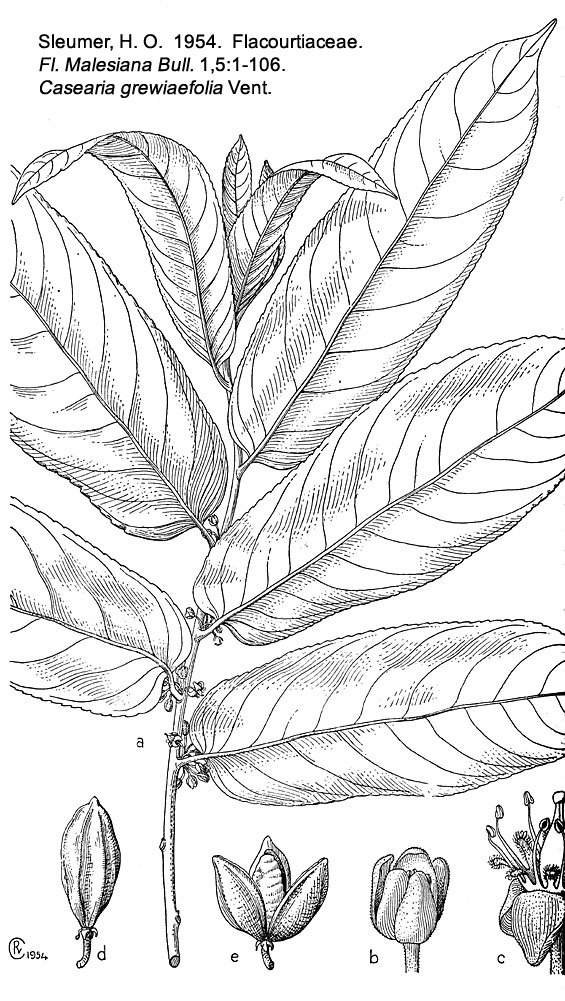Salicaceae Casearia grewiaefolia