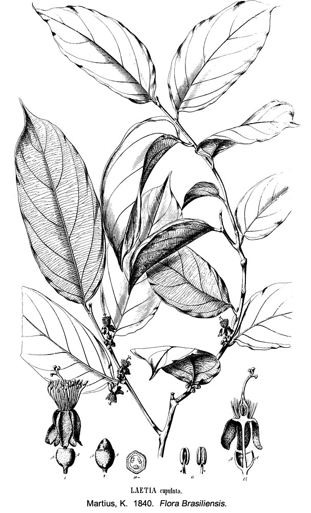 Samydaceae Laetia suaveolens