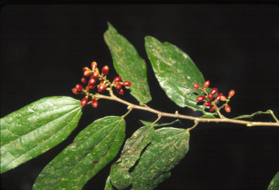 Samydaceae Lunania mexicana
