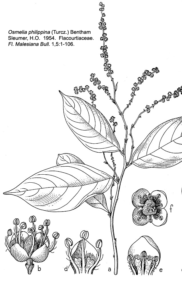 Salicaceae Osmelia philippina