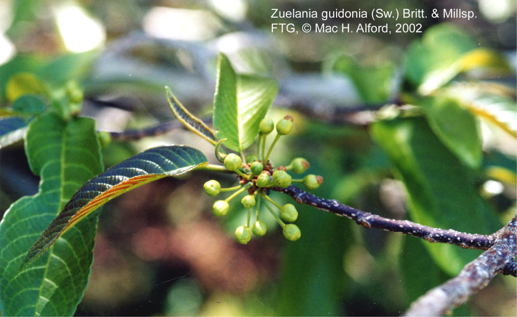Samydaceae Zuelania guidonia