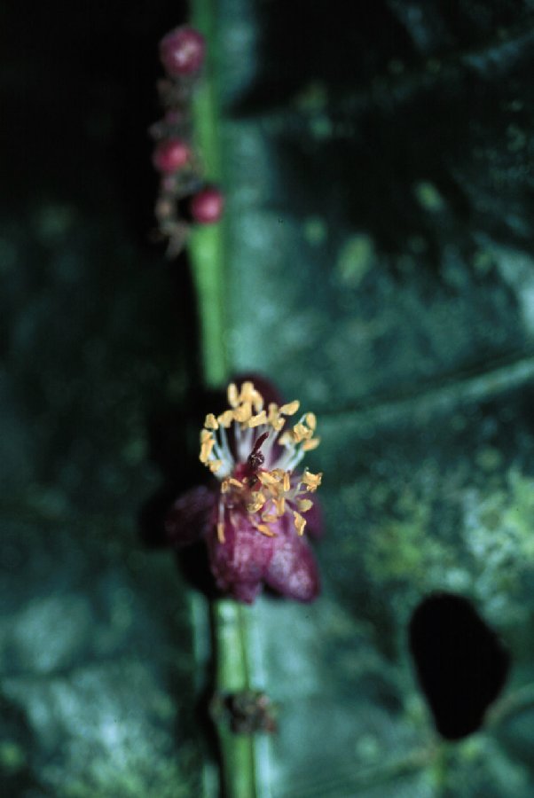 Salicaceae Phyllobotryon spathulatum