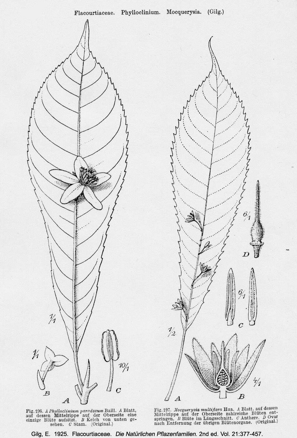 Salicaceae Phylloclinium paradoxum