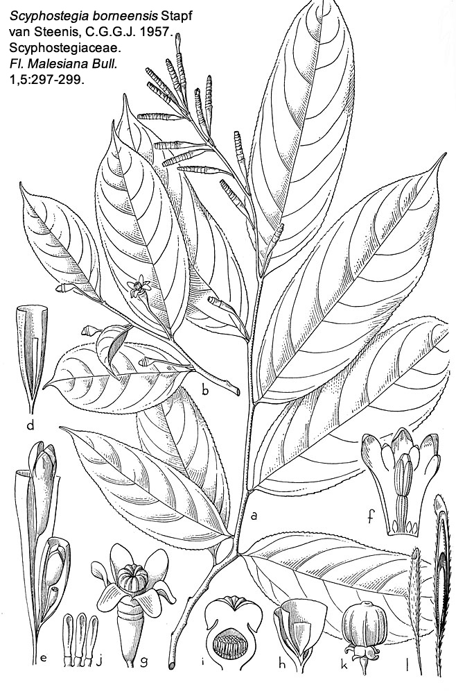 Scyphostegiaceae Scyphostegia borneensis