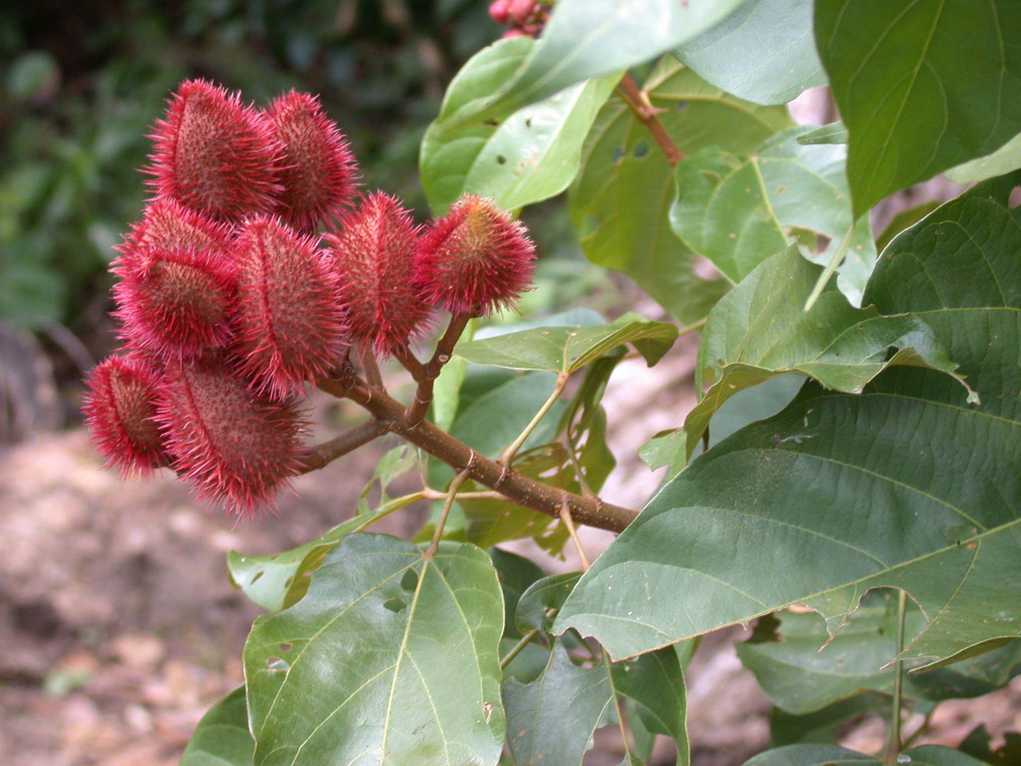 Bixaceae Bixa 