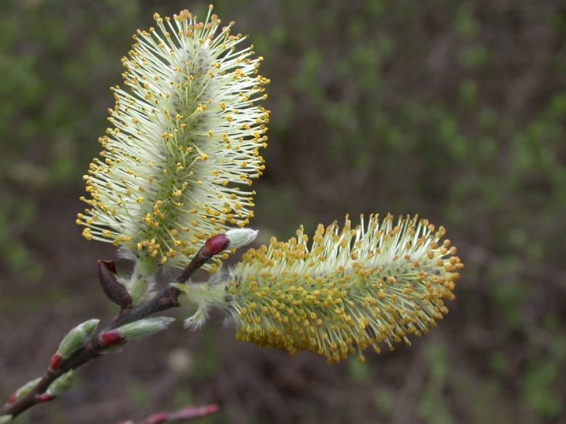 Salicaceae Salix discolor