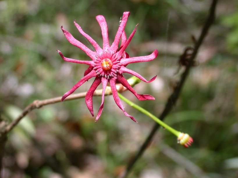 Schisandraceae Illicium floridanum