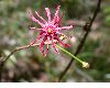 image of Illicium floridanum