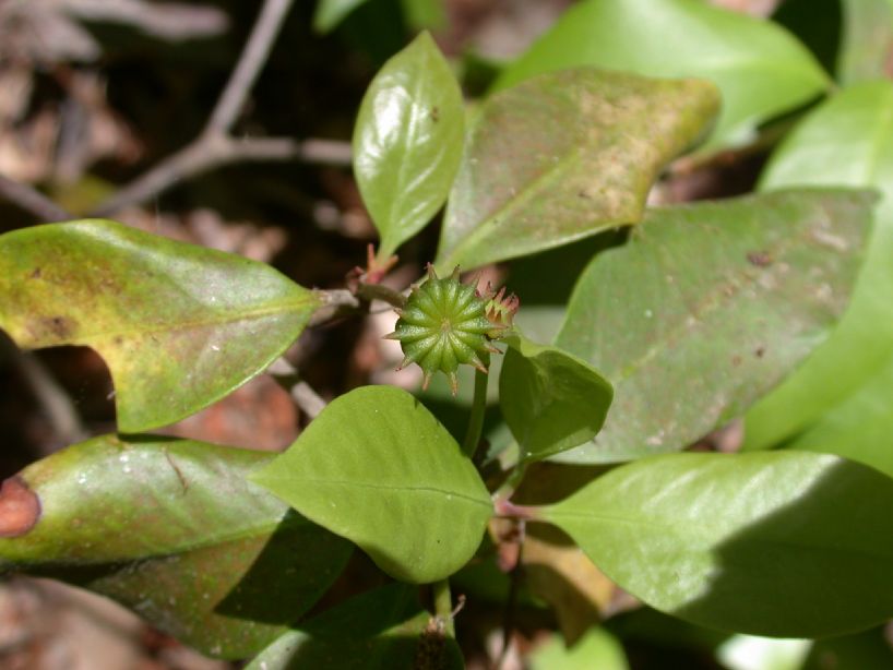 Schisandraceae Illicium floridanum