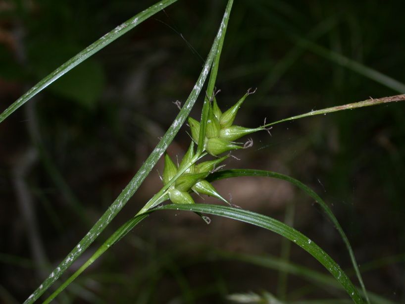 Cyperaceae Carex intumescens