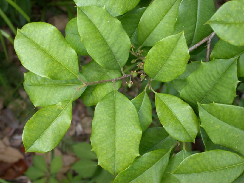 Aquifoliaceae Ilex opaca