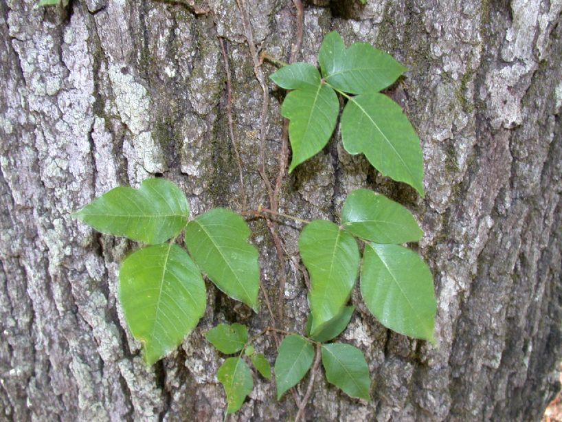 Anacardiaceae Toxicodendron radicans