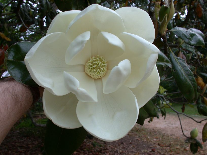 Magnoliaceae Magnolia grandilfora