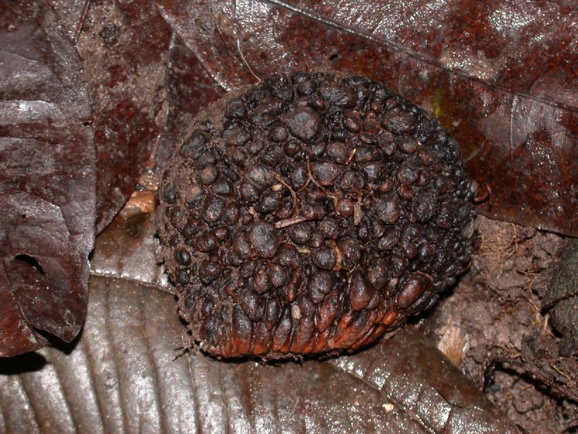 Caryocaraceae Caryocar 