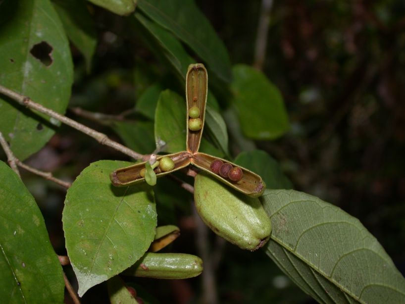 Violaceae Rinorea pubiflora