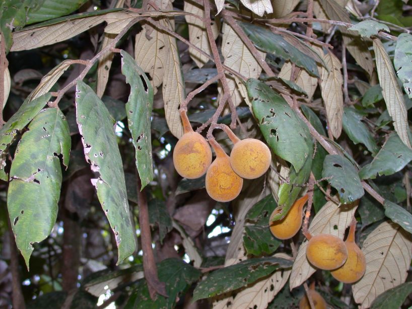 Chrysobalanaceae Licania 